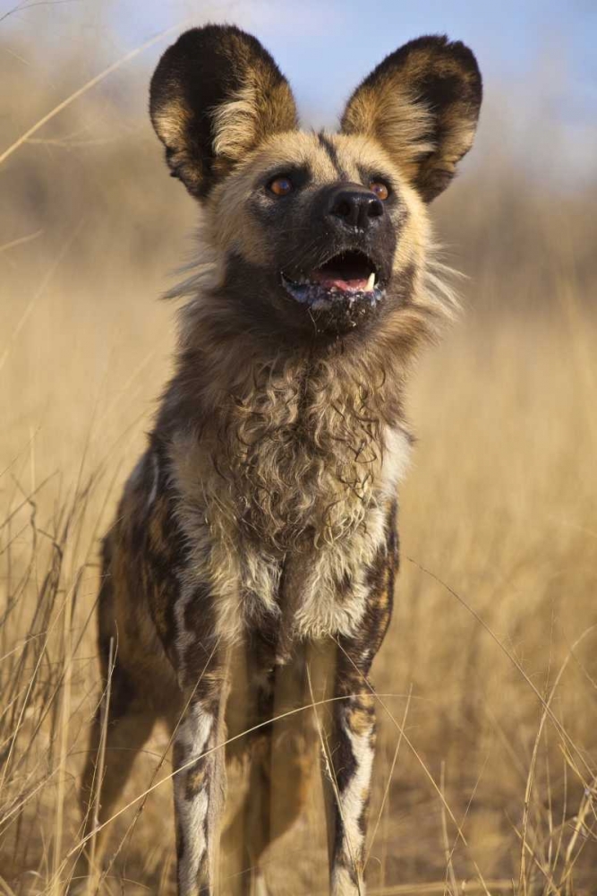 Africa, Namibia Wild dog close-up